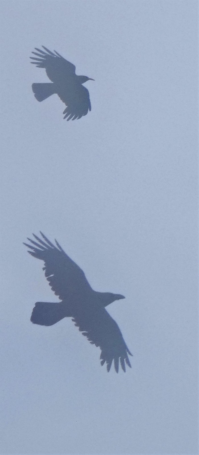 chough