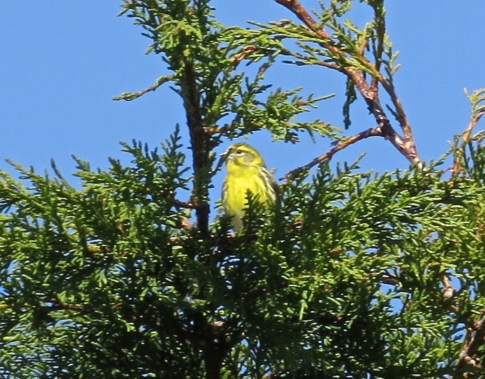 Serin