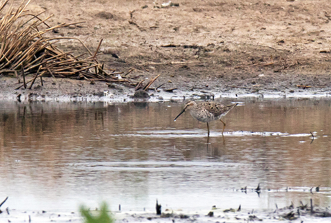 Stilt Sandpiper