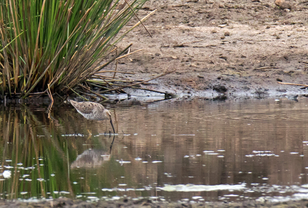 Stilt Sandpiper