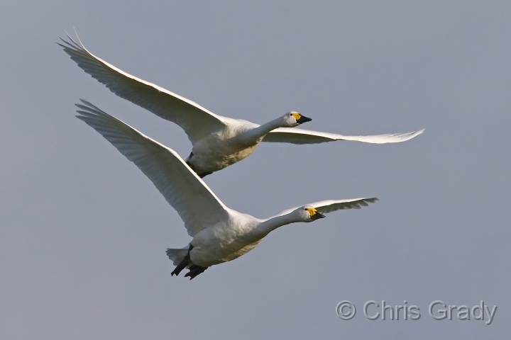 Bewick's Swan