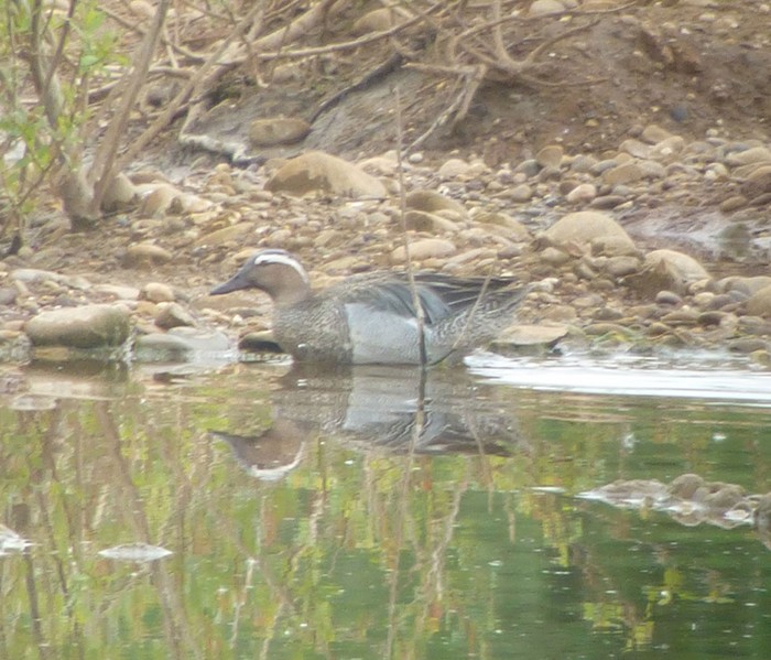 Garganey