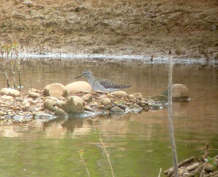 Wood Sandpiper