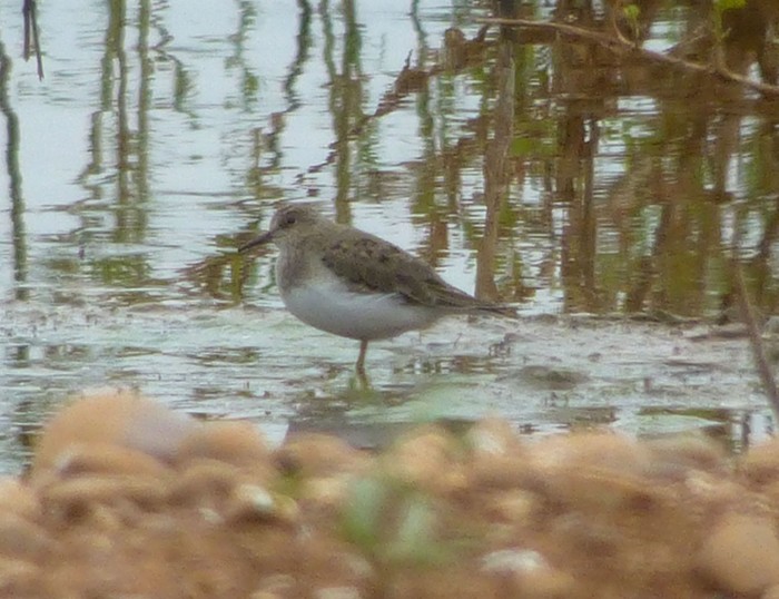 Temminck's Stint