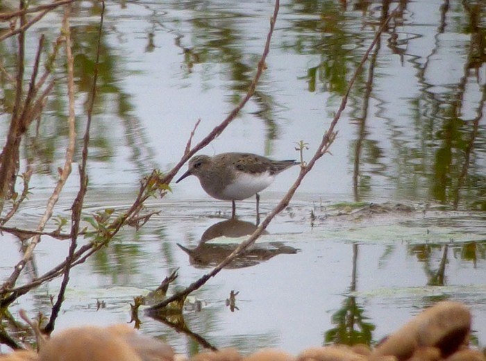 Temminck's Stint