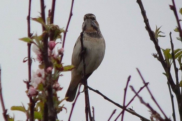 Bluethroat