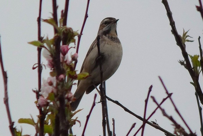 Bluethroat