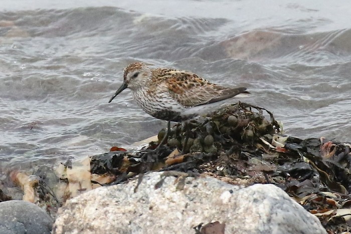 Dunlin