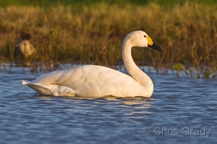 Bewick's Swan