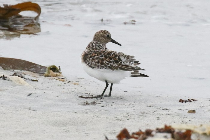 Sanderling