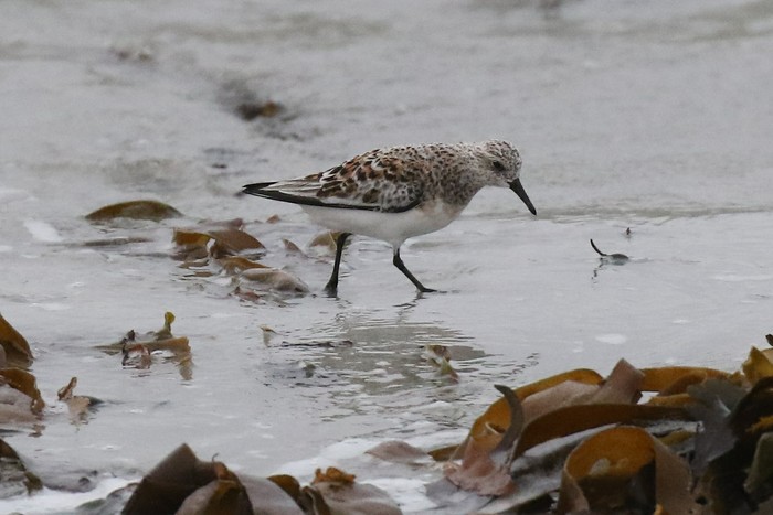 Sanderling