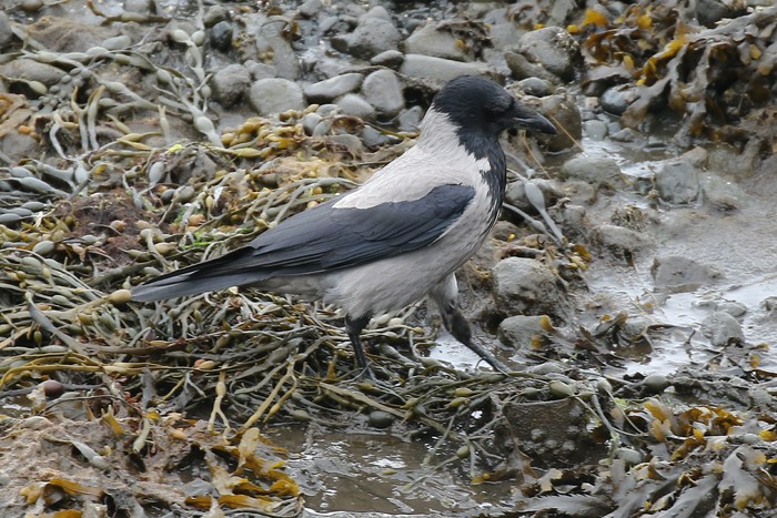 Hooded Crow