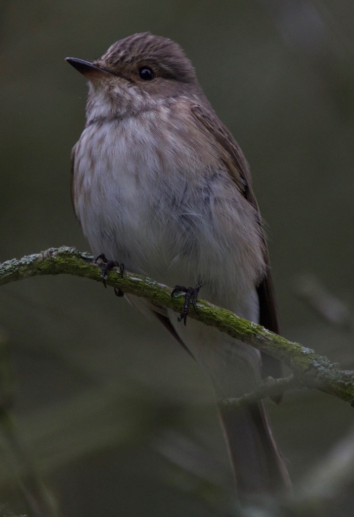 Spotted Flycatcher