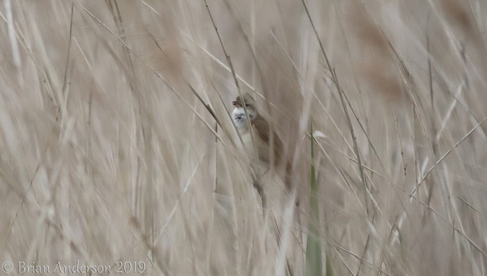 Great Reed Warbler
