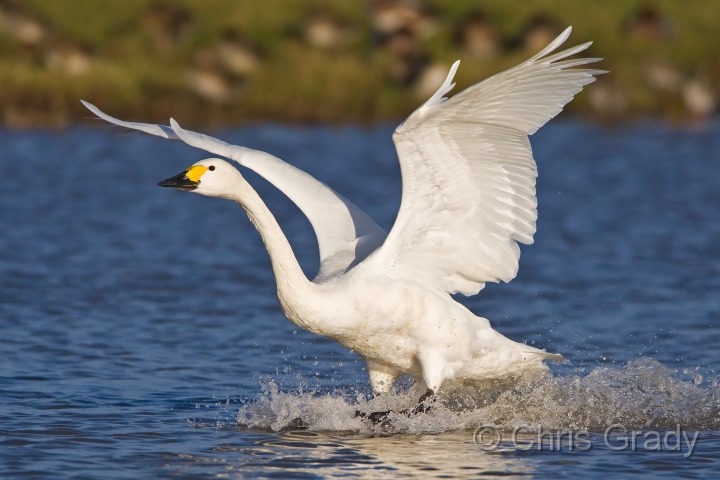 Bewick's Swan