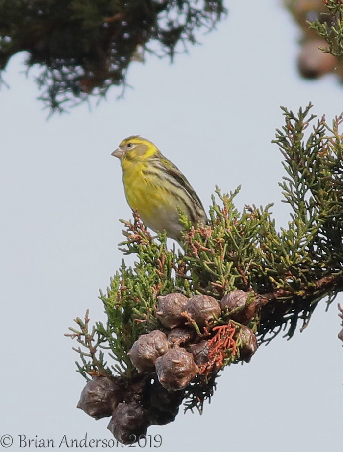 Serin