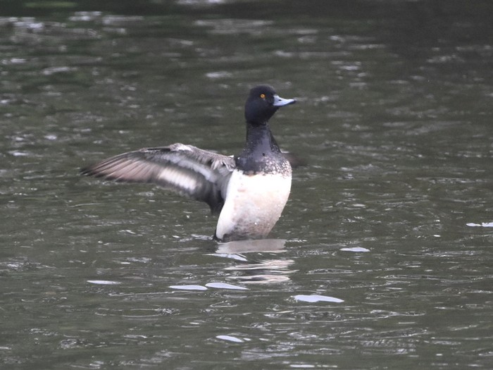 Lesser Scaup