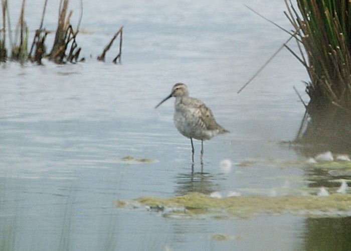 Stilt Sandpiper