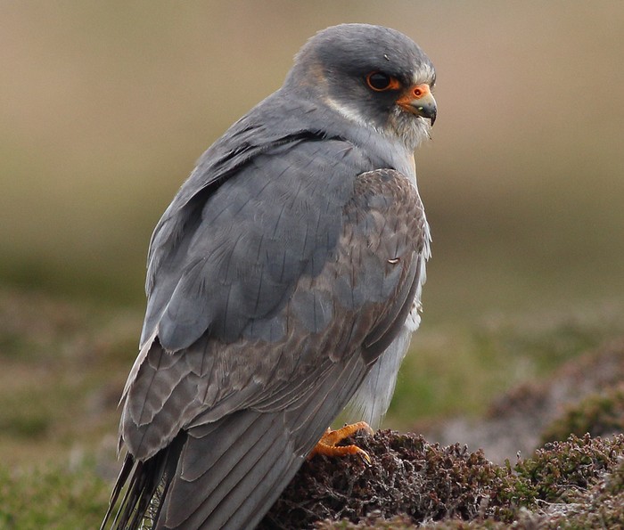 Red-footed Falcon