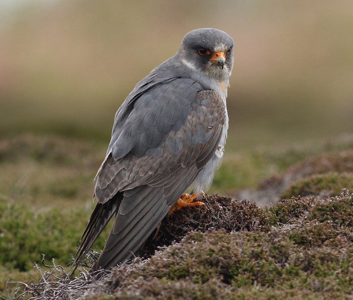 Red-footed Falcon