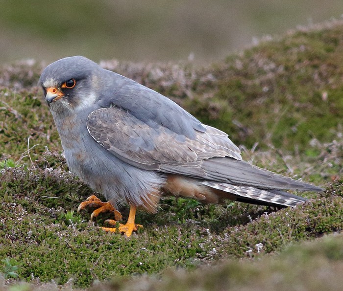 Red-footed Falcon