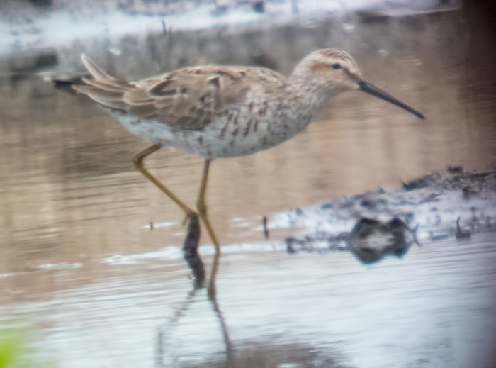Stilt Sandpiper