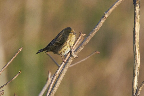 Serin