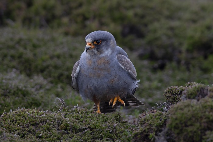 Red-footed Falcon