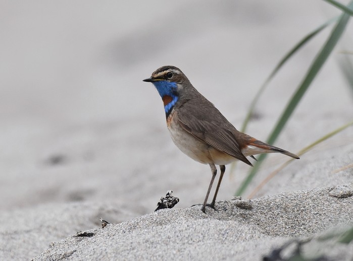 Red-spotted Bluethroat