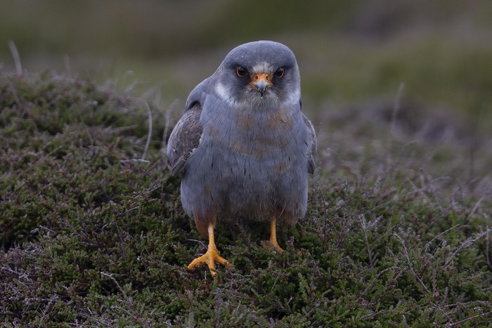 Red-footed Falcon