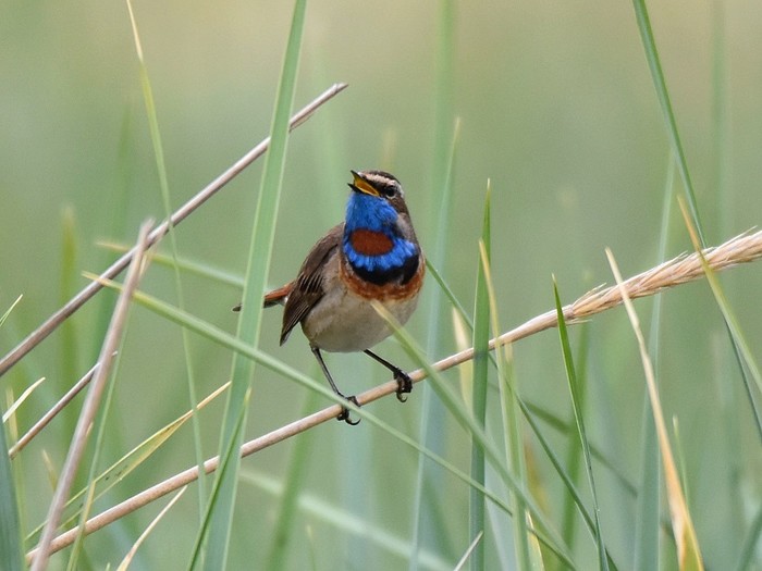 Red-spotted Bluethroat