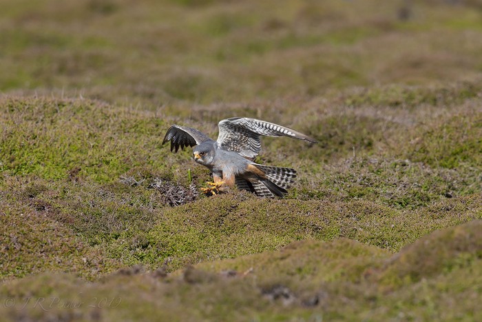 Red-footed Falcon