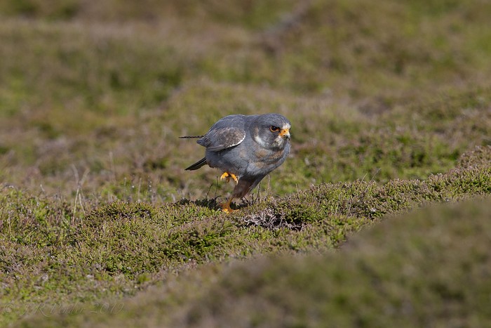 Red-footed Falcon