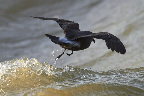 Leach's Petrel