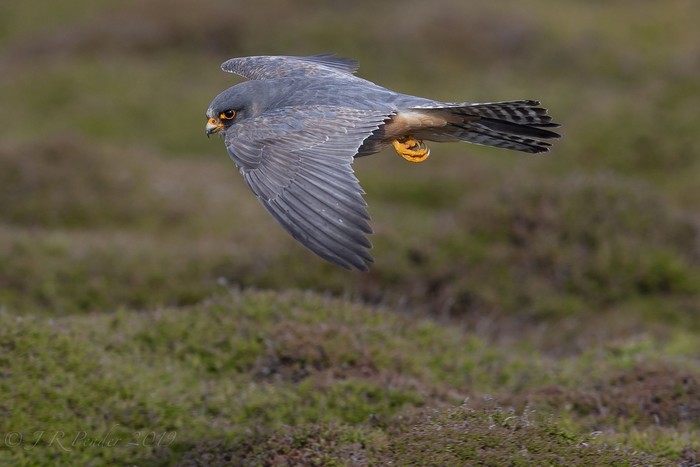 Red-footed Falcon