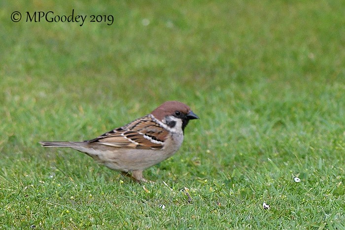 Tree Sparrow