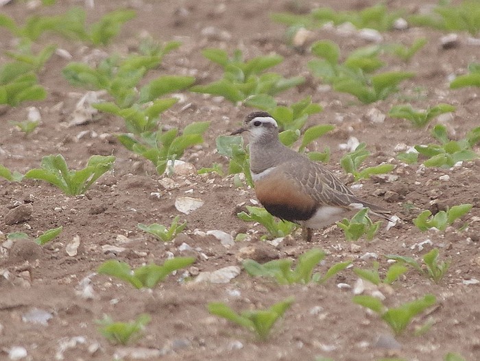 Dotterel