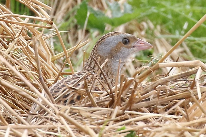 Corncrake