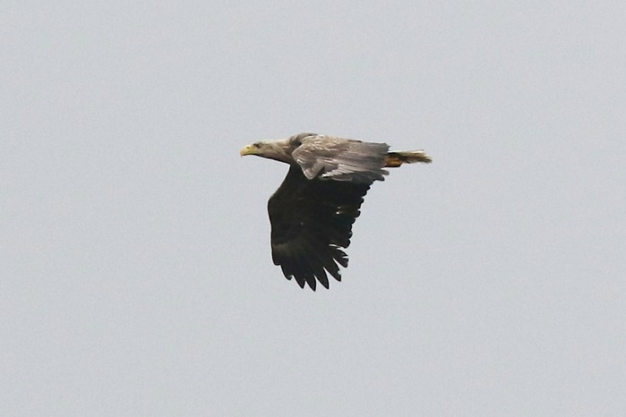White-tailed Eagle