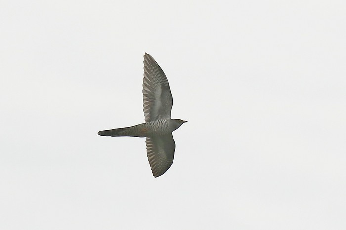 Cuckoo