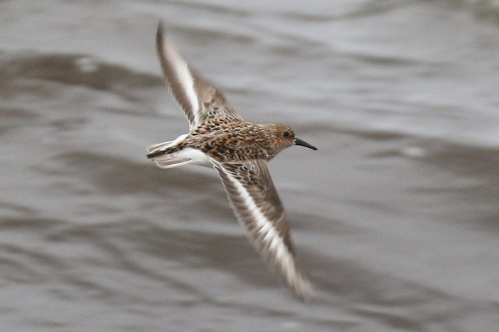 Sanderling