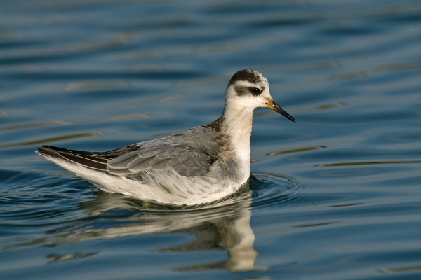 Grey Phalarope
