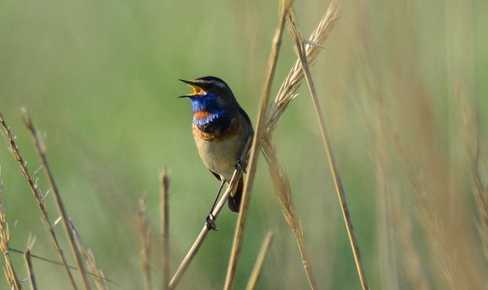 Bluethroat