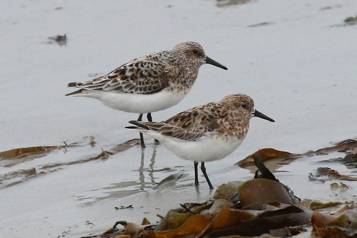 Sanderling