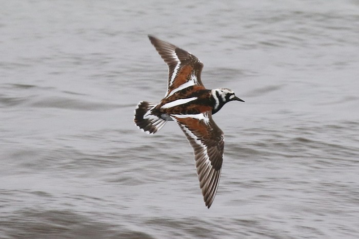 Turnstone