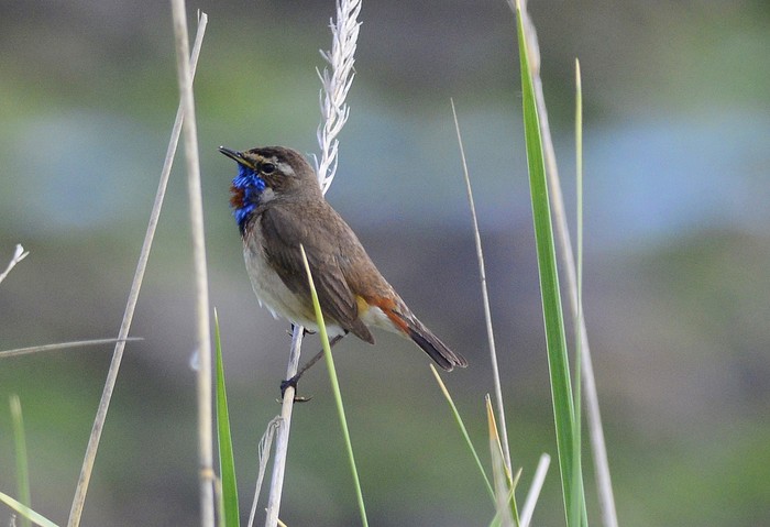 Bluethroat