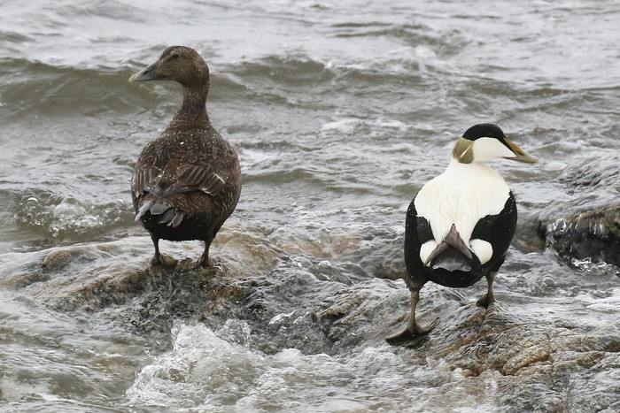 Eider