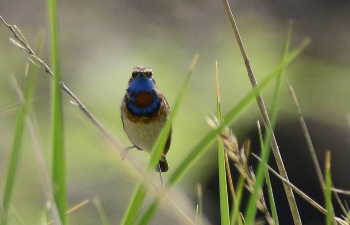 Bluethroat