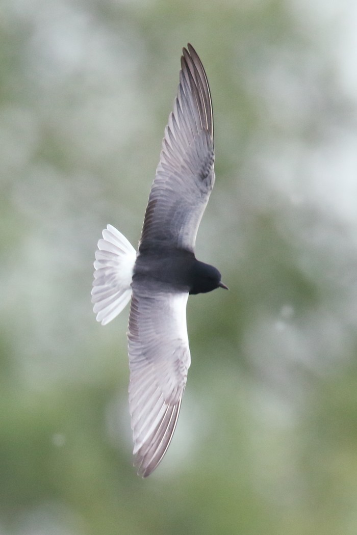 White-winged Black Tern