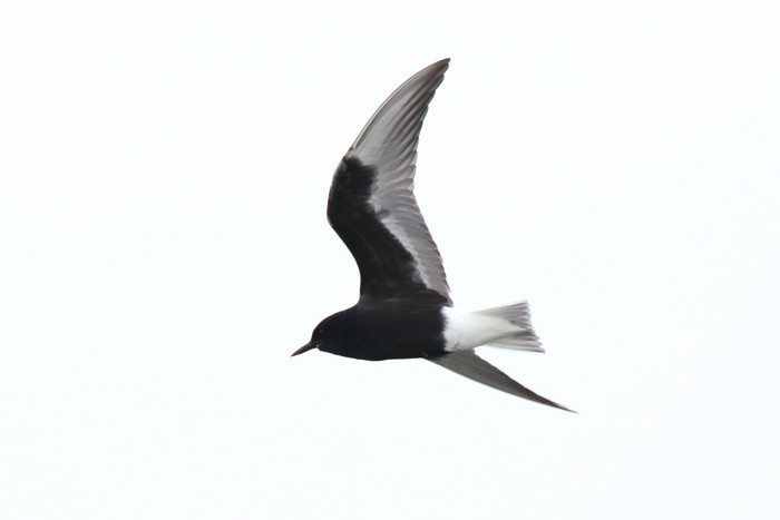 White-winged Black Tern